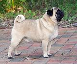 Pug AA014D-034